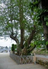 Alencon, starý strom