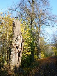 Křížovice, posezení na stromě