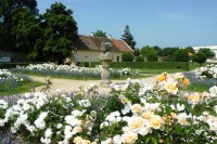 Růžová zahrada u zámku