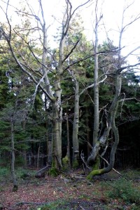 Jedlobukový prales pod Velkým Javorníkem