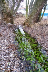 Zelený poklad na dně potoka