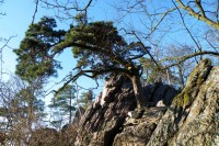 Velká bonsai