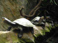 Vodní želvy