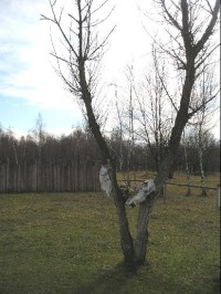 Řepora, posvátný strom