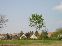 Dolní Břežany, panorama