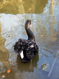 černá labuť ve vodním parku