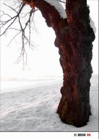 Zima v zámeckém parku 10: Park chotěbořského zámku v zimě.