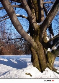 Zima v zámeckém parku 1: Park chotěbořského zámku v zimě.