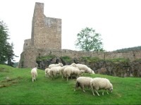 Stádo ovcí pod hradem