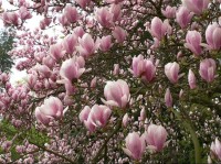 Květy magnolie