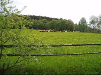 Krávy na pastvě vedle farmy