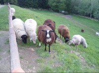Stádo ovcí pod hotelem Fanda