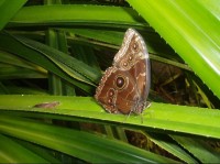 Tropický motýl