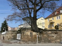Na nábřeží - strom prorůstá zdí
