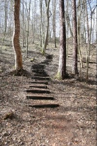 Zřícenina hradu Týřov: Přístup do kopce ke zřícenině ulehčují vybudované schody