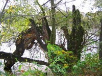 Jistebník: Stromy kolem Jistebnických rybníků