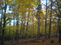 Lesy: Buky na Stropníku