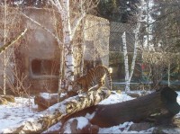 Tygru zima nevadí: ZOO v zimě