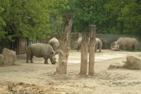 ZOO - nosorožci