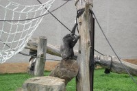 ZOO - šimpanz
