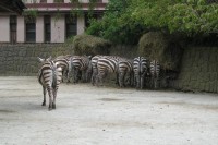 ZOO - zebry