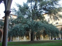 Siena: ambit u kostela San Francesco 
