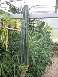 Botanická zahrada v Táboře: ve skleníku