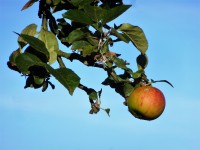 Louňovická jabloň - detail