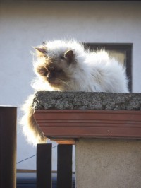 Poustka - kočka na sluníčku