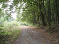 Poustka - cesta blízkým lesem