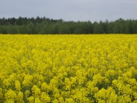 Okolní příroda na jaře - rozkvetlá řepka olejka a lesy