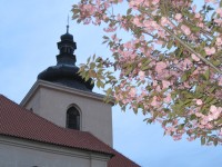 Sakura před kaplí