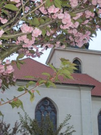 Kvetoucí sakury před kaplí