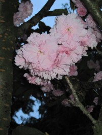 Jarní romantika - sakura před kaplí - detail