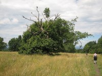 Dub v národním parku Čertoryje