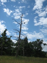 Dub v národním parku Čertoryje