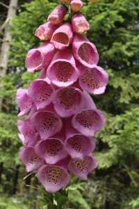 Digitalis purpurea