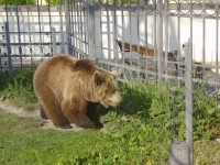 Medvěd v zámecké zahradě