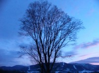 strom: oldrichovice