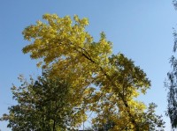strom: oldrichovice