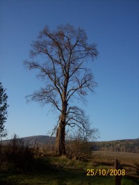 Lípau chaloupky-osamělý strážce