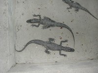 krokodyli: Florida,NP Evergland