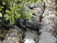 krokodyl: Florida,NP Evergland
