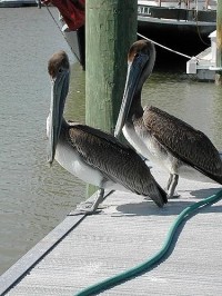pelikani: Florida,NP Evergland