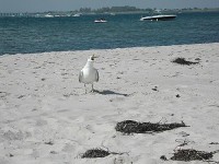 racek: Long Island,Jones Beach