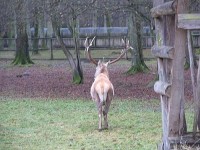 jelen: bialowjejski park narodowy