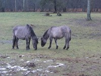 kone: bialowjejski park narodowy