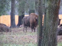 zubri: bialowjejski park narodowy