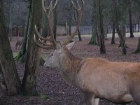 jelen: bialowjejski park narodowy