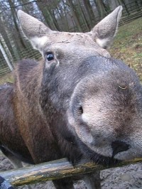 dej neco: bialowjejski park narodowy